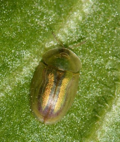 Réf. 225 810 : Cassida vittata